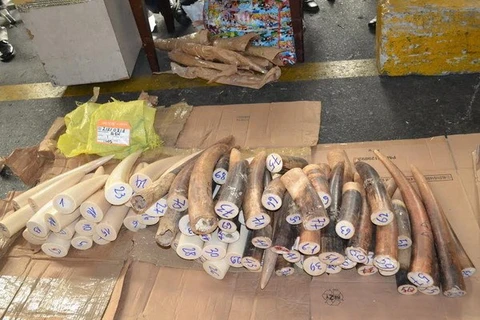 越南发现通过快递非法贩运非洲象象牙14.6公斤